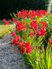 Crocosmia Lucifer