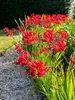 Crocosmia Lucifer
