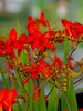 Crocosmia Lucifer