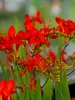 Crocosmia Lucifer