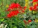 Crocosmia Lucifer