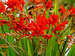 Crocosmia Lucifer