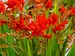 Crocosmia Lucifer