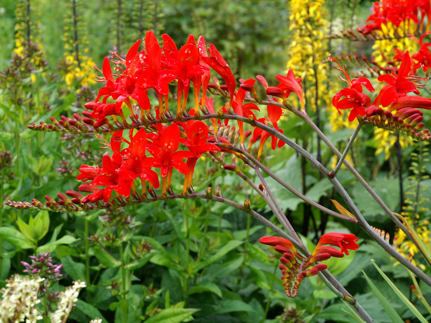Crocosmia Lucifer | Bluestone Perennials
