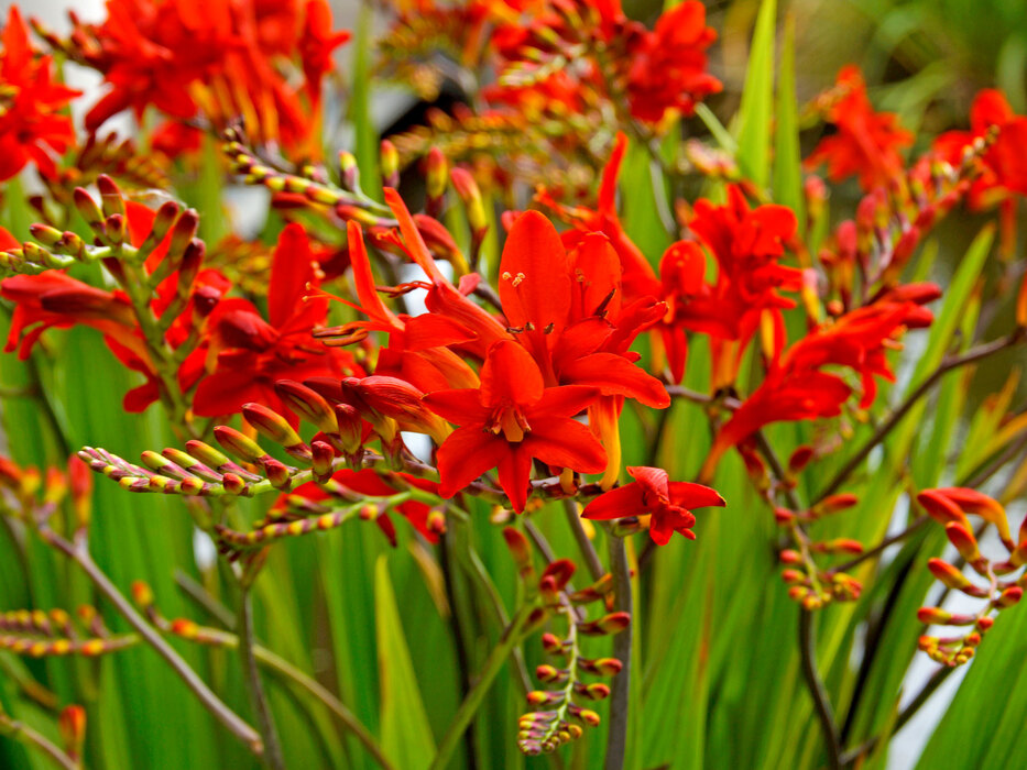 Crocosmia Lucifer Bluestone Perennials