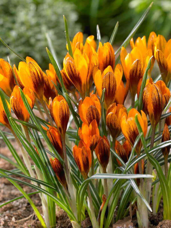 Crocus Orange Monarch