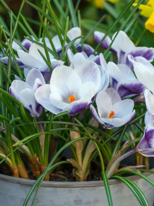 Bluestone Perennials Crocus Prins Claus
