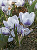 Crocus Prince-Claus