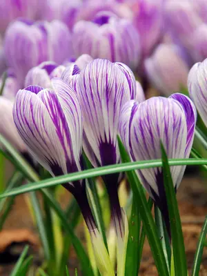 Link to Crocus Pickwick