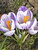 Crocus Pickwick
