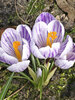 Crocus Pickwick