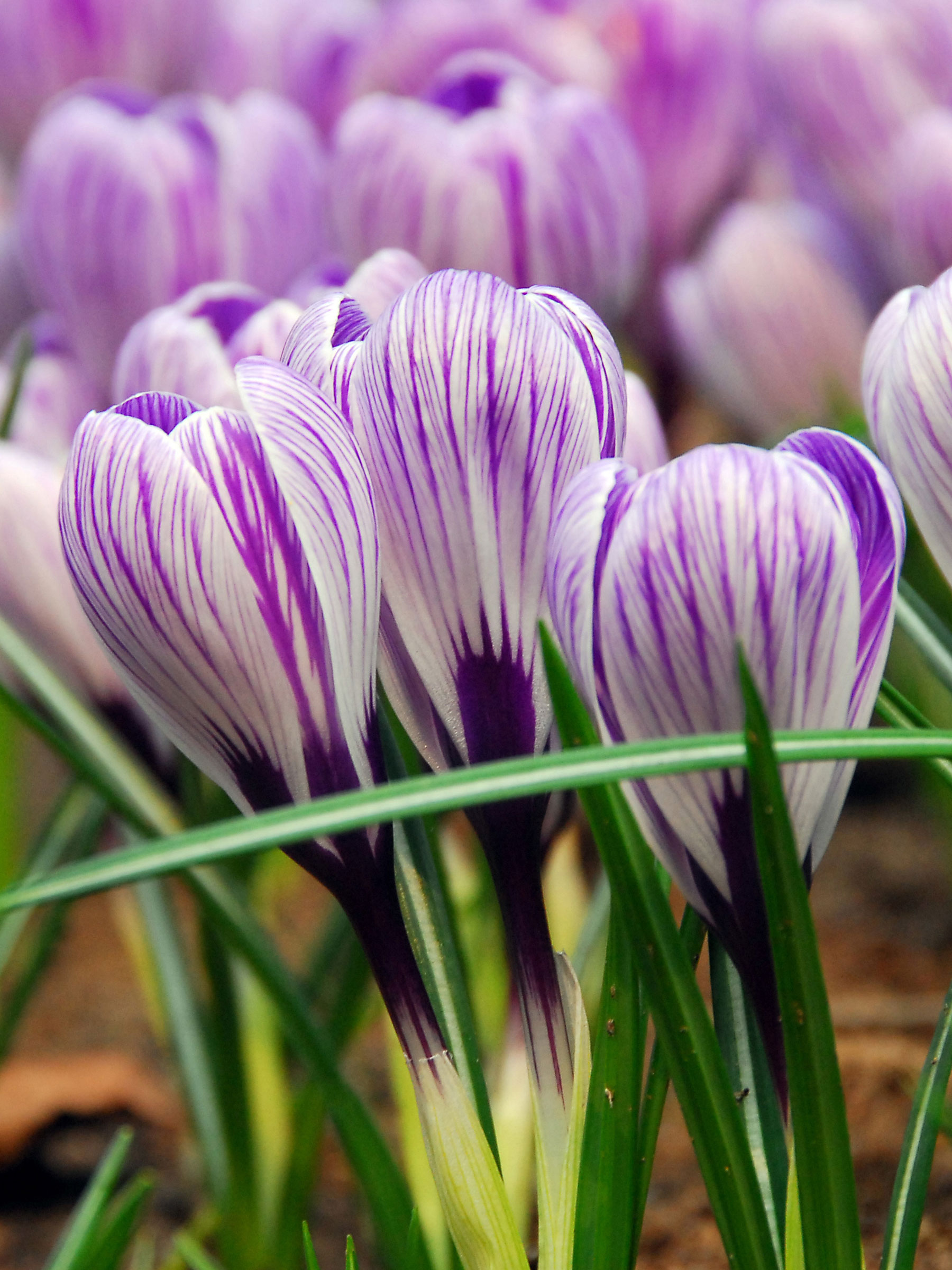 Crocus Pickwick | Bluestone Perennials