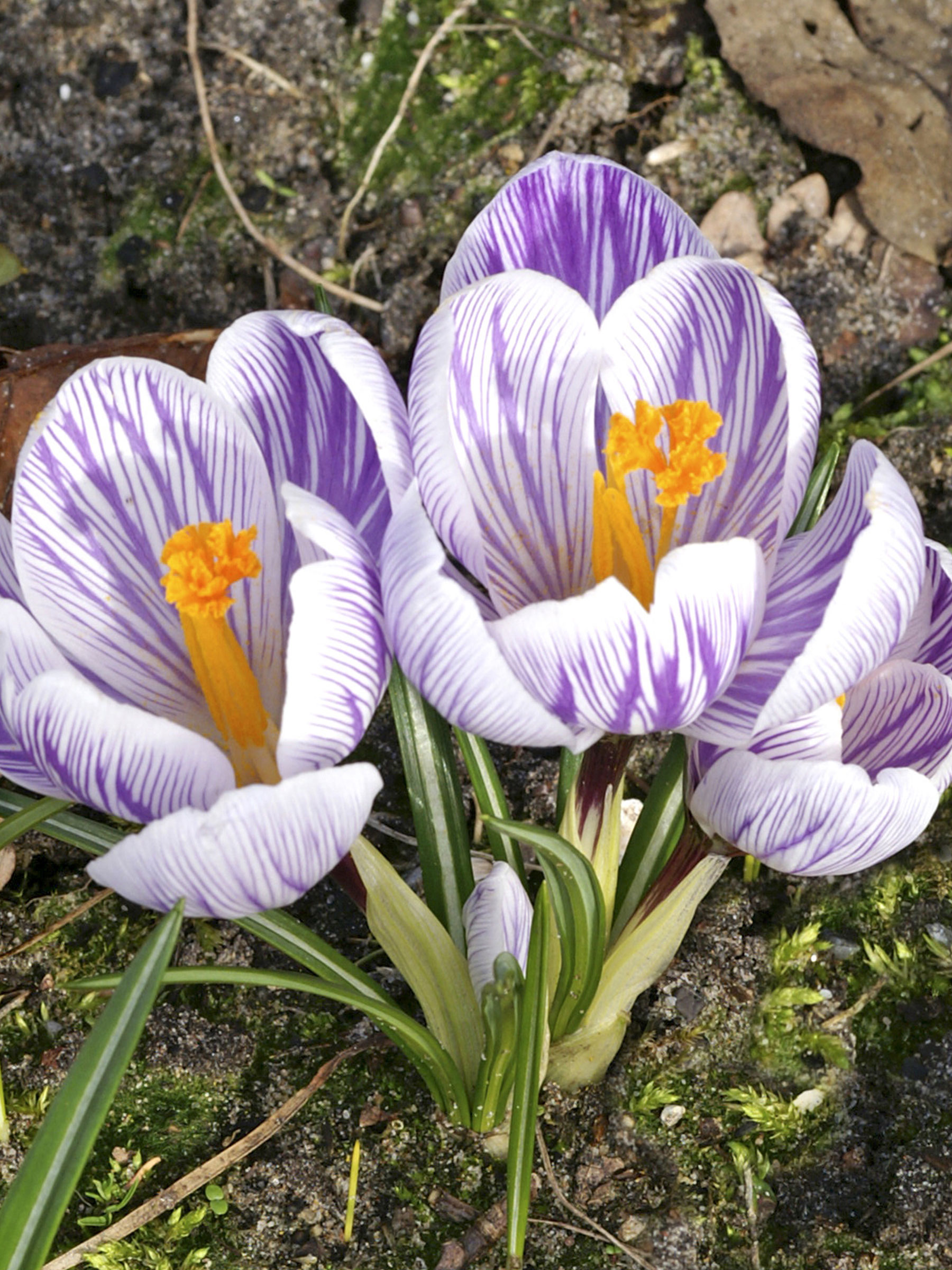 Crocus Pickwick | Bluestone Perennials