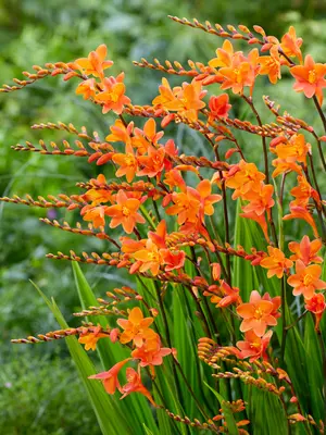 Link to Crocosmia Peach Melba