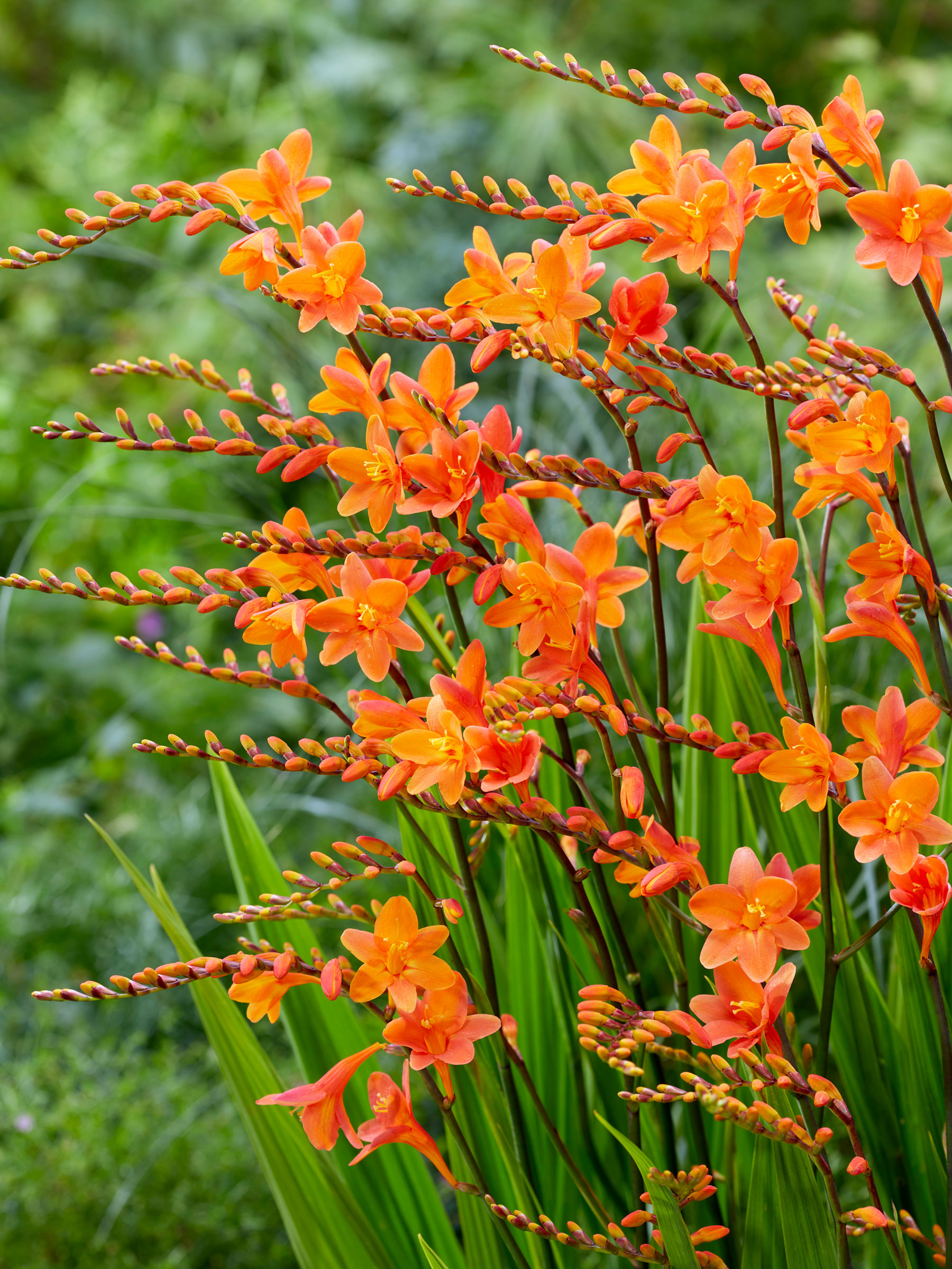 Crocosmia Peach Melba | Bluestone Perennials