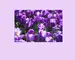 Crocus Remembrance