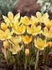 Crocus Romance