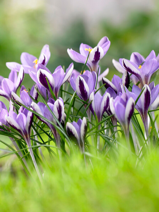 Crocus Spring Beauty