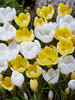 Crocus Snow Crocus Misc