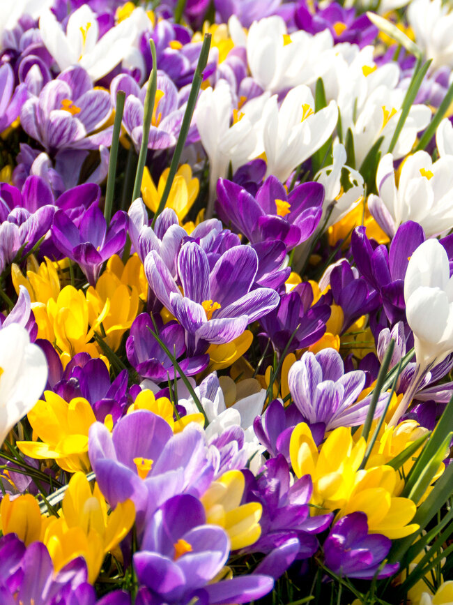 Crocus Species Mix Value | Bluestone Perennials