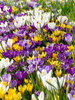 Crocus Species Mix