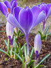 Crocus Striped Bird