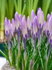 Crocus Striped Bird
