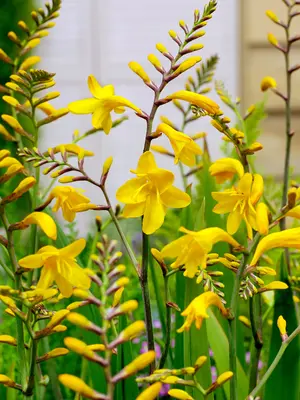Link to Crocosmia Sunglow