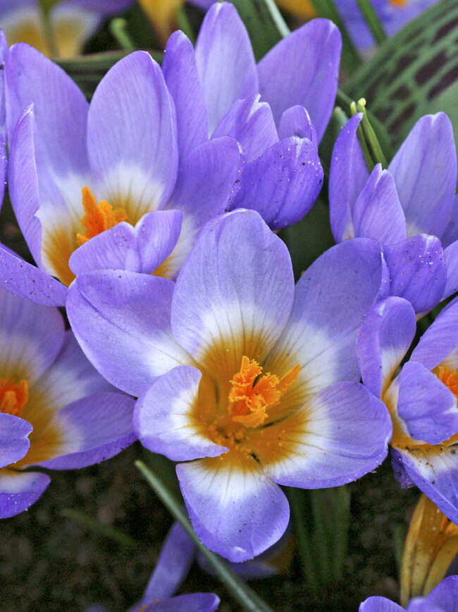 Crocus Tricolor