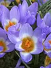 Crocus Tricolor