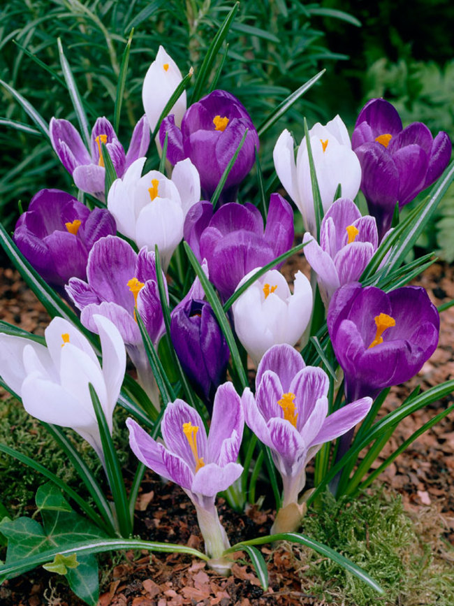 Crocus Large Flowering mix x30