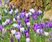 Crocus Large Flowering mix x30