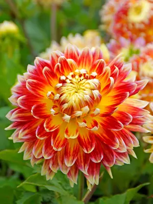 Link to Dahlia Akita