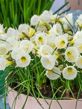 Photo of Daffodil Arctic Bells (X10)