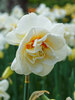 Daffodil Acropolis