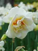 Daffodil Acropolis