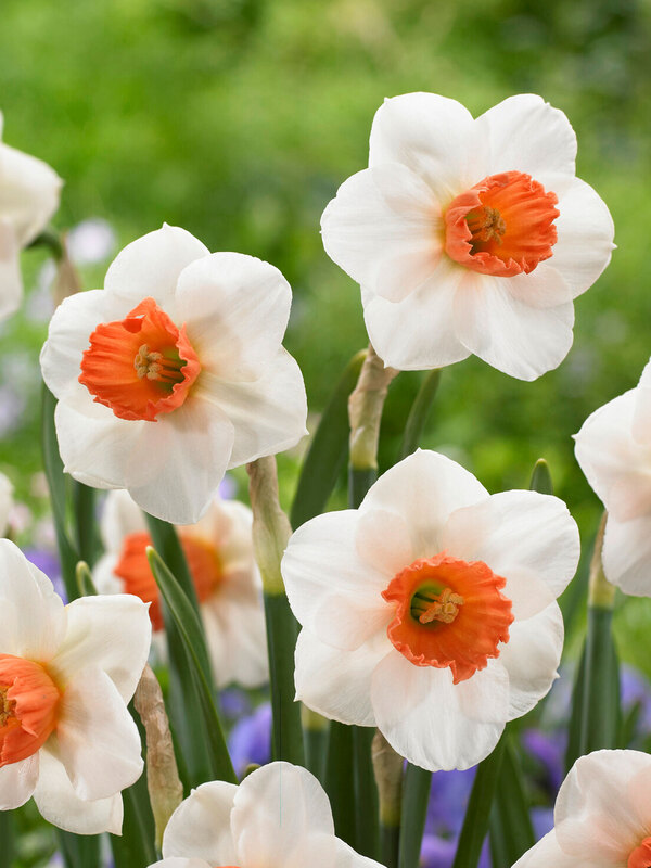 Daffodil Brooke Ager