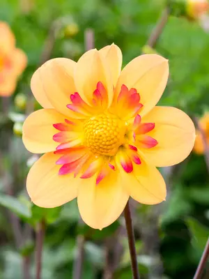 Link to Dahlia Kelsey Annie Joy