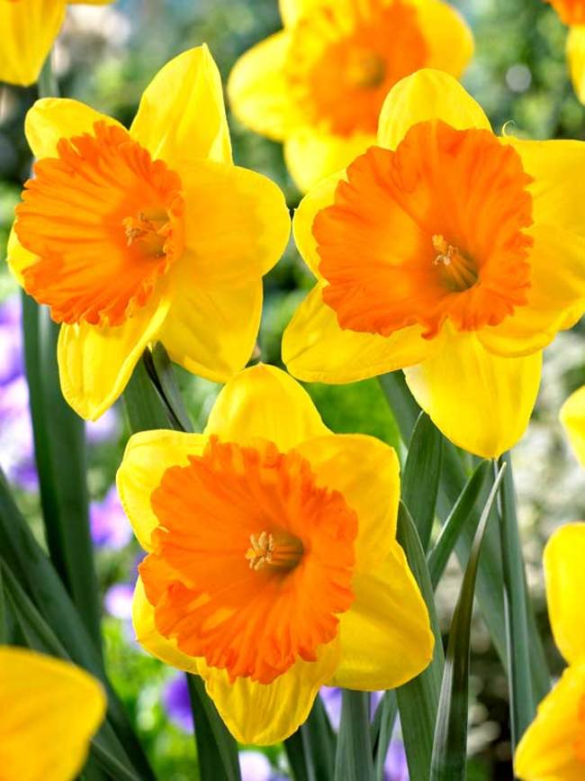 Daffodil Akita