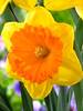 Daffodil Akita