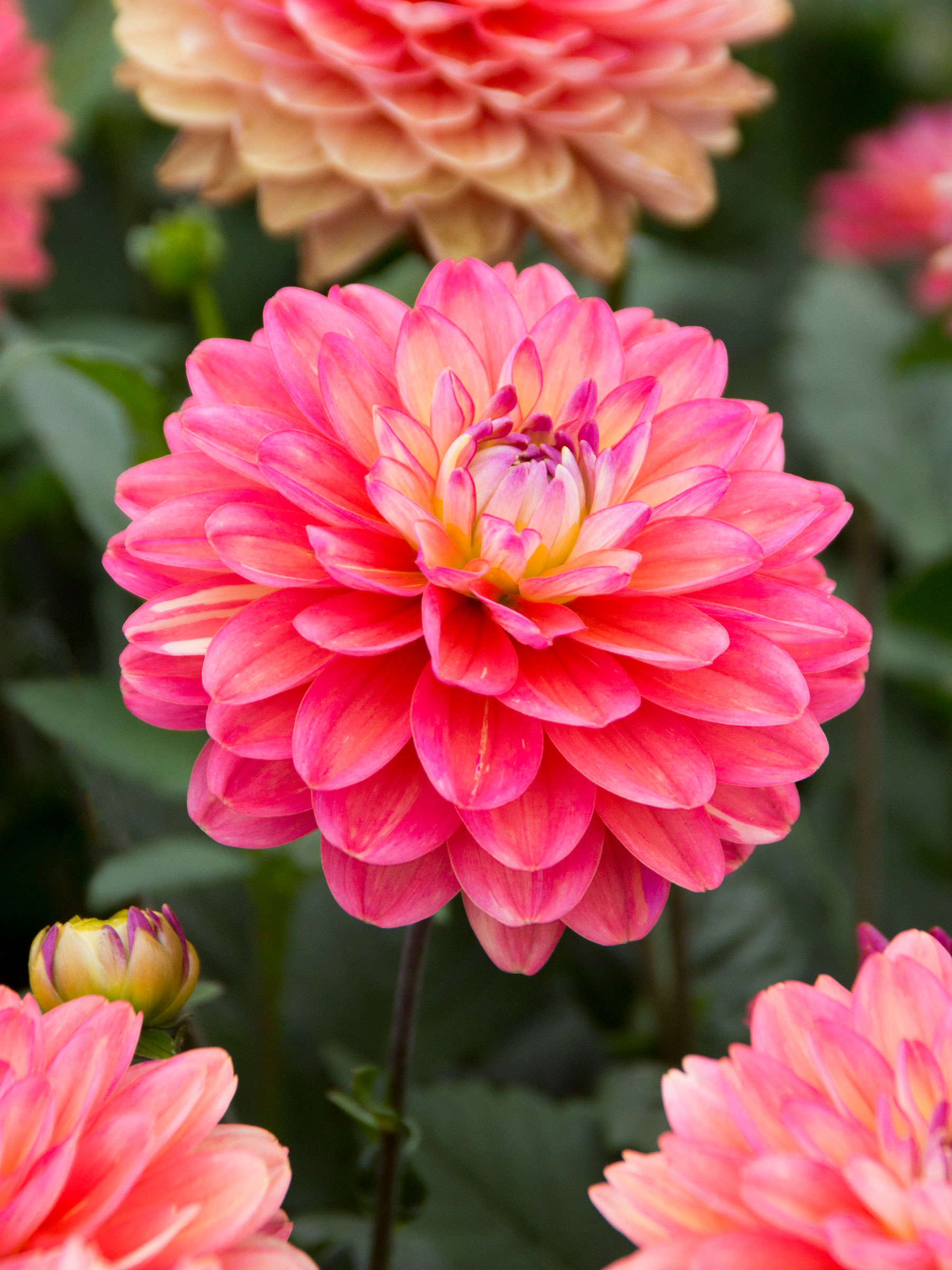Dahlia Melody Allegro | Bluestone Perennials
