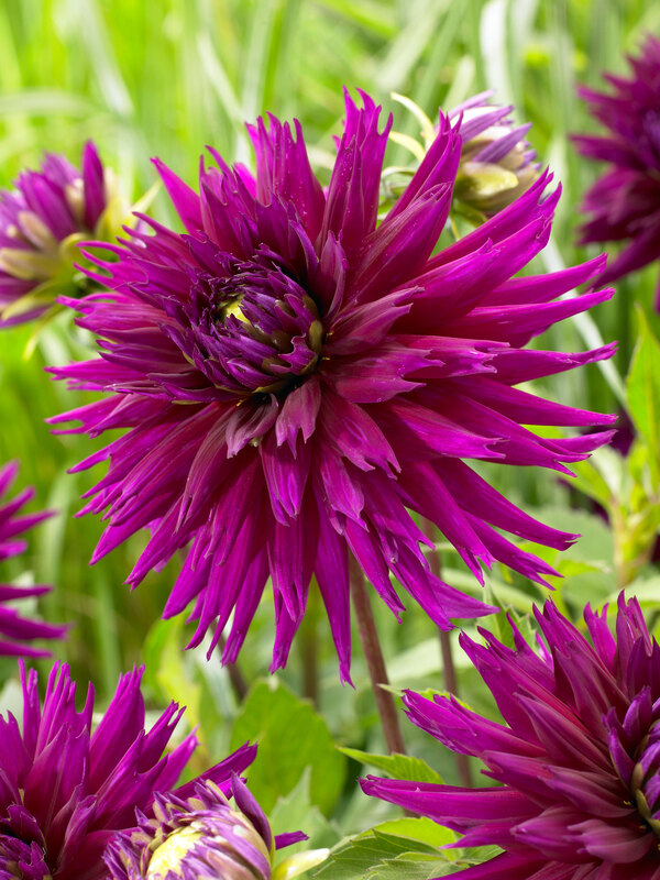 Dahlia Ambition