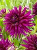 Dahlia Ambition
