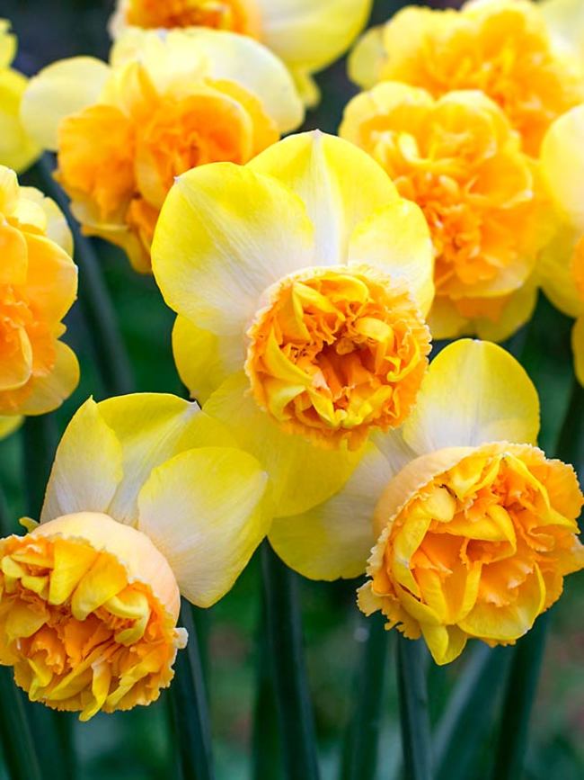 Daffodil Art Perfume