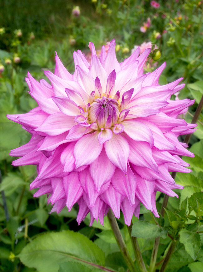 Dahlia Sir Alfred Ramsey