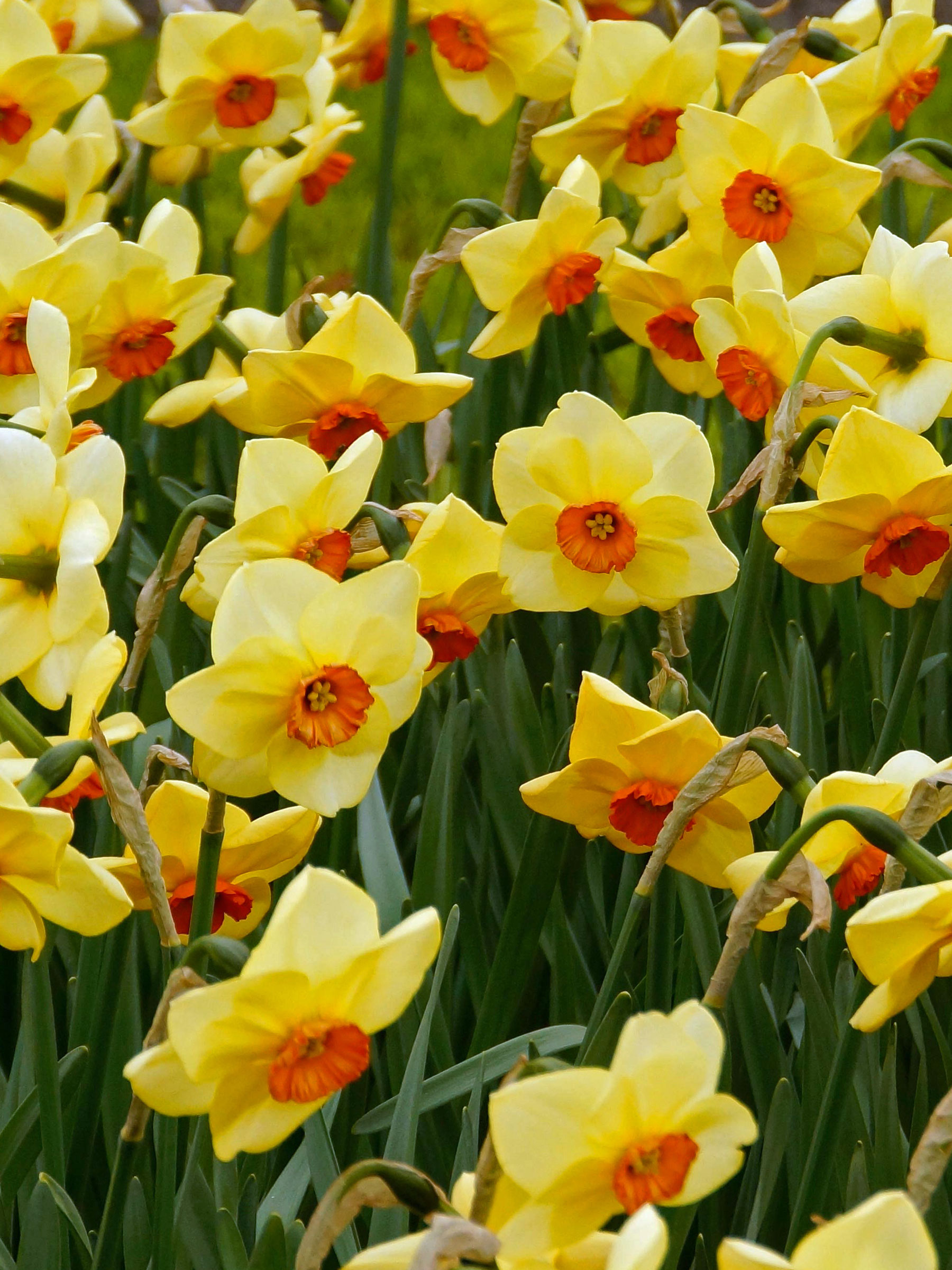 Daffodil Altruist | Bluestone Perennials