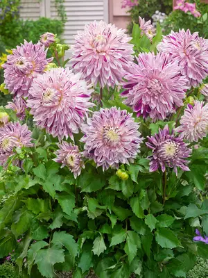 Link to Dahlia Avignon