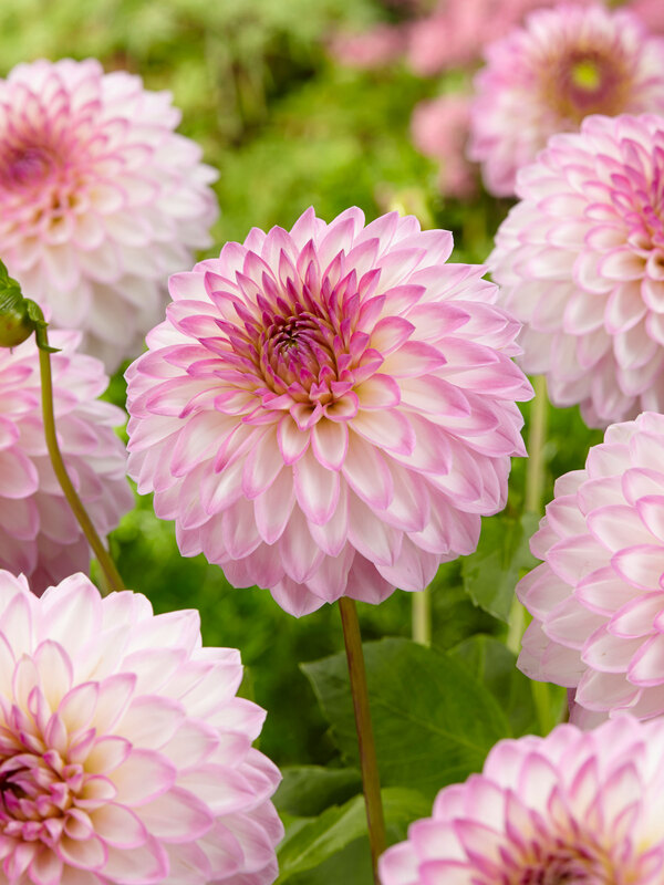 Dahlia Arbatax