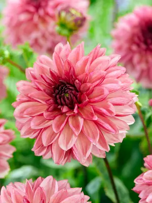 Link to Dahlia Bacardi