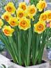 Daffodil Bantam